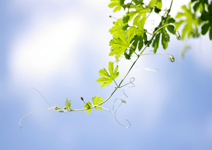 The tendrils of a grapevine seem to be doing something randomly and often end up tangled in each other