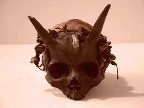 The horned skulls of Sayre