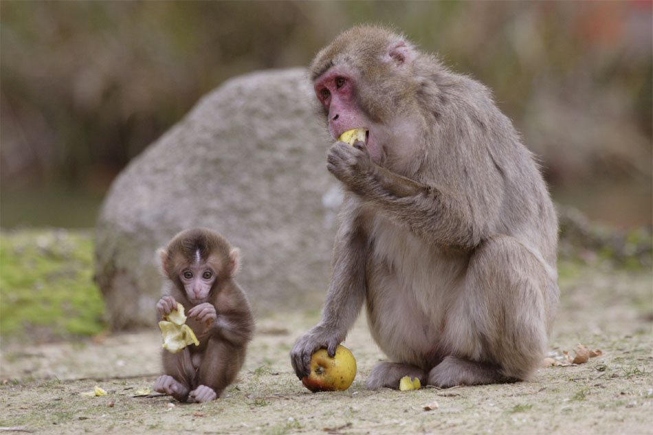 Två medlemmar av en japansk makakerfamij njuter av ett äpple