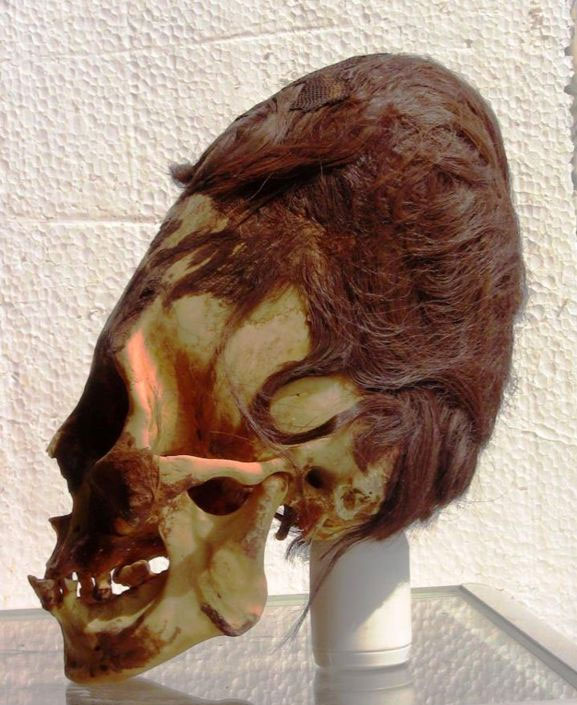 Cráneo alargado con pelo rojizo, una de tantas que se han encontrado en Paracas, Perú