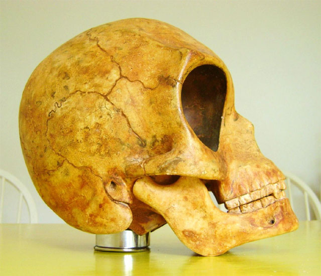 The Zealand Skull